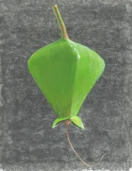 Barringtonia Acutangula (akryyli paperille)